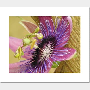 Passion Flower Posters and Art